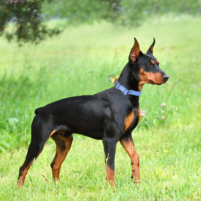 WAOPET PVC Waterproof Dog Collar for Large Medium and Small Dogs Pet Training Walking Dog German Shepherd Malinois New 2025