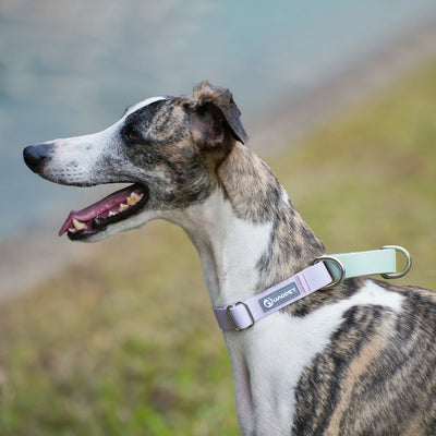 WAOPET PVC Waterproof Dog Collar for Large Medium and Small Dogs Pet Training Walking Dog German Shepherd Malinois New 2025